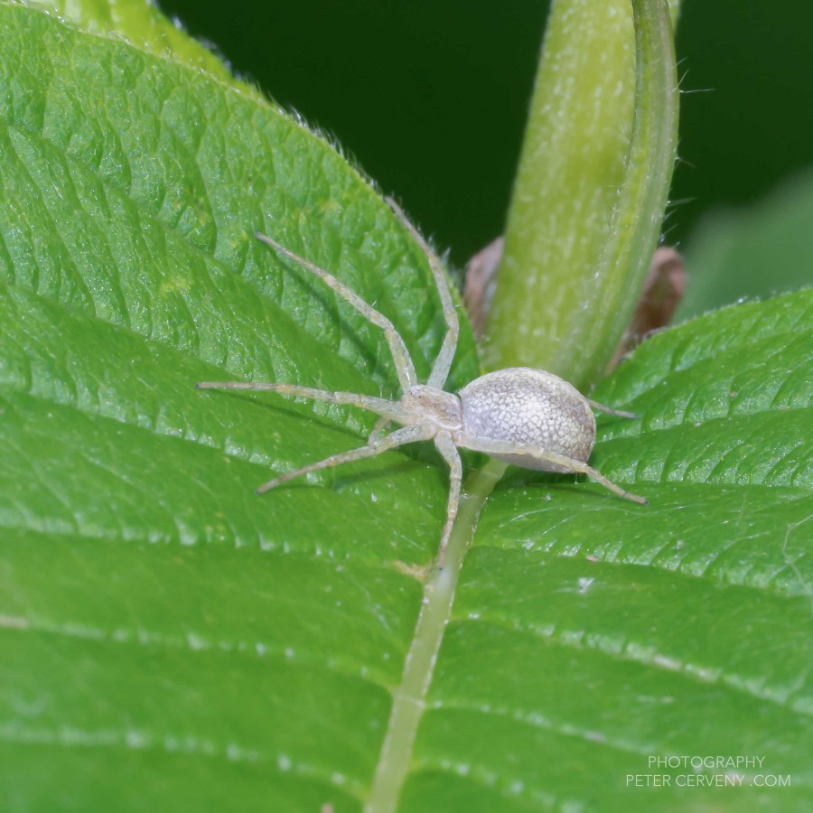 Macro Insect Spider