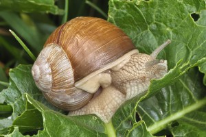 macro snail 20260530 115715px