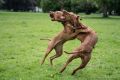 w1800 20190525 dog hh