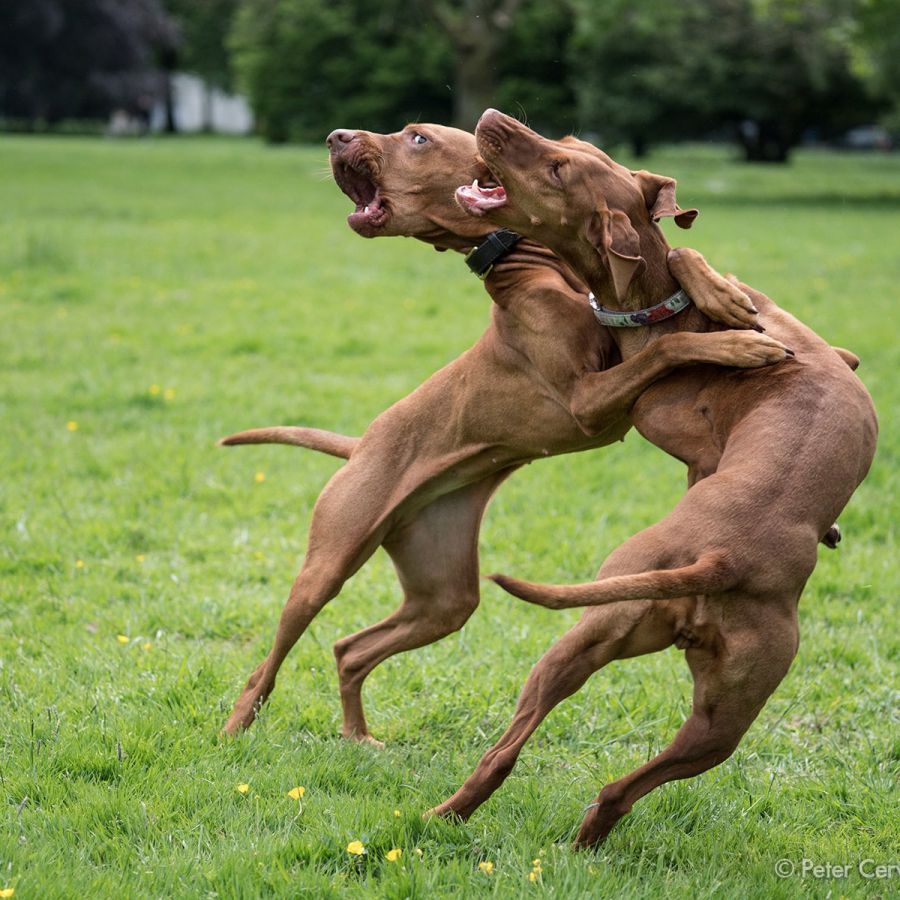 w1800 20190525 dog hh