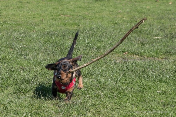 Tashi working with its stick