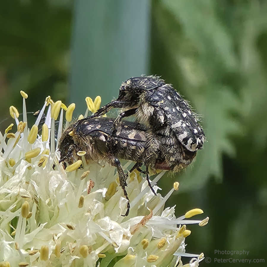 TINY WILDLIFE