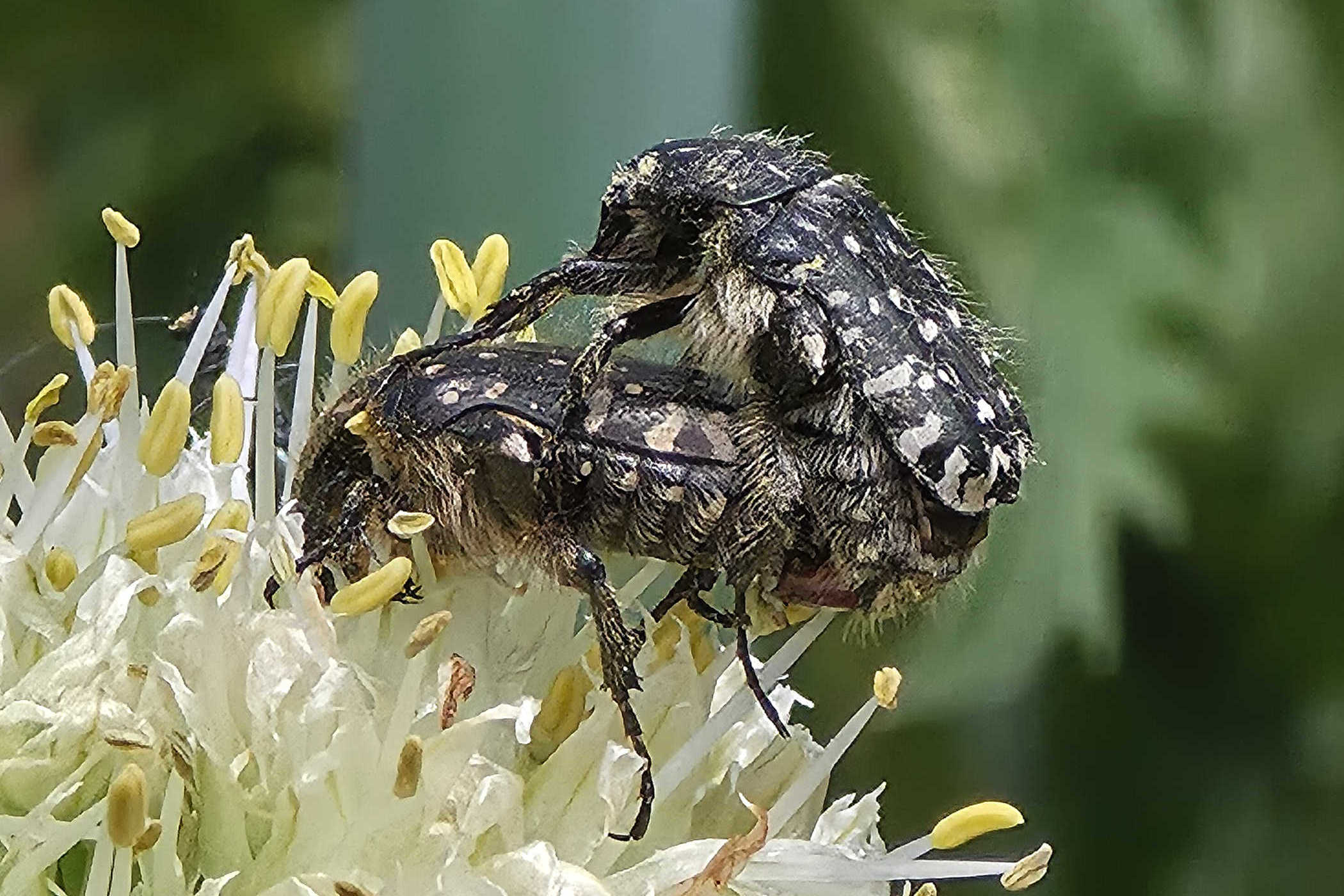 Wildlife Macro